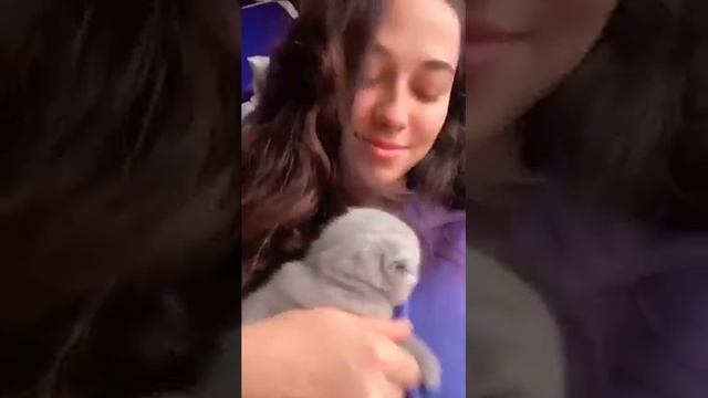 лиловый котик шотландец вислоухий возраст 1 месяц смотреть онлайн