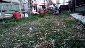 Дикий селезень на усадьбе.