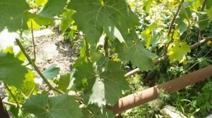 ЗОЛА ЧУДО СРЕДСТВО ОТ ОИДИУМА. МУЧНИСТОЙ РОСЫ НА ВИНОГРАДЕ vselennaya uvlesheniy