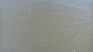 с.Введенское -  Караси едят ряску