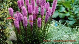 Лиатрис колосковый Кобольд (liatris spicata kobold) ? обзор: как сажать, рассада лиатриса Кобольд