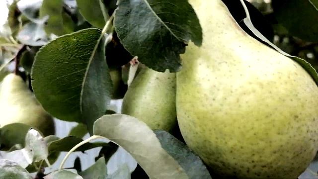 Большой урожай груш.Зимний сорт очень сочные и сладкие. смотреть онлайн