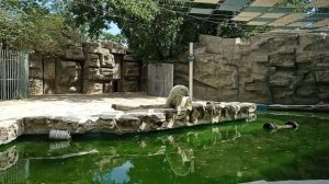 China Beijing Zoo Polar Bear