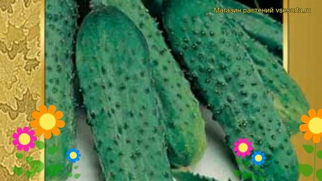 Огурец гибридный Пасалимо f1. Краткий обзор, описание характеристик, где купить семена смотреть онлайн