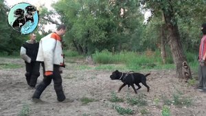Самостоятельная работа Кане Корсо