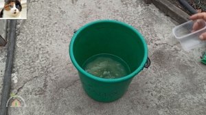 Как развести железный купорос для обработки винограда осенью от болезней