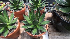 Agave horrida ssp 多肉植物觀察 龍舌蘭 霍利達