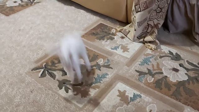 Карликовые кролики. Знакомьтесь Печенька. смотреть онлайн