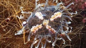 ЯДОВИТЫЕ МЕДУЗЫ МИРА