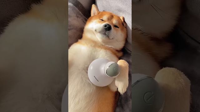 This Is a Shiba Inu Who Knows How to Enjoy Life