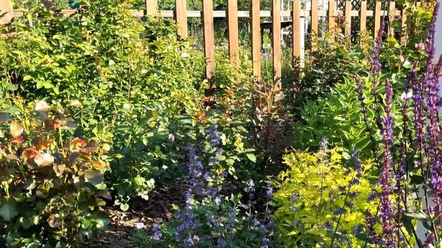 Чудесные розы и пионы. Зацвели первыми в саду смотреть онлайн