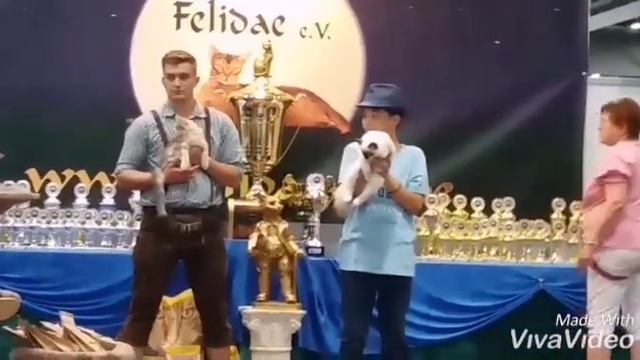 Награждение Уны Кристи Белые Лапки на выставке кошек "Felidae e.V." смотреть онлайн