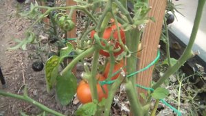 Урожай, снятый с одного куста. Томат Диадема F1 от Партнера