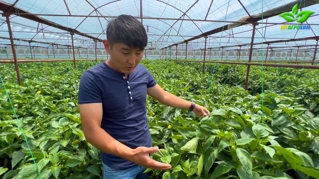 СУПЕР УРОЖАЙНЫЙ ПЕРЕЦ "ФЛАМИНГО F1" смотреть онлайн