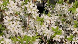 Вишня в цвету.  Футаж