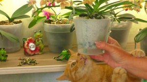 Фито лампы на полках с моими Орхидеями.  Перестановка полок, Орхидей и ламп досветки Орхидеи.