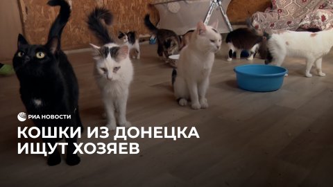 В приют Ленобласти привезли 86 кошек из Донецка