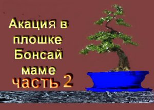 Акация маме бонсай часть 2 обрезка весной.