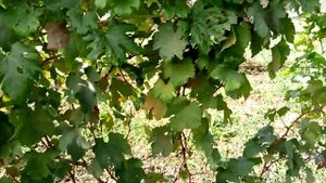 Виноград "Подарок Несветая" 3.10.2022 . Урожай на пасынках .