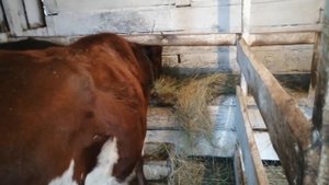 Кличка влияет на поведение коровы! Первый снег и замело всё! Дикий гусь летит над деревней! Коровы!