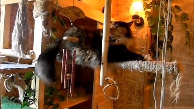 зоогостиница "ДЖУНГЛИ ДЛЯ КОТОВ" - будни гостиницы смотреть онлайн