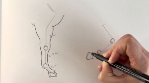 How to draw a HORSE'S LEG