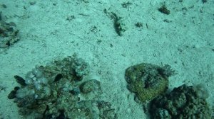 иглобрюшка на песке