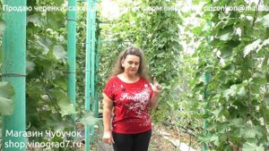 Уход за прививками винограда. Чеканка, защита, удобрения. Месяц после прививки- план работ (Пузенко