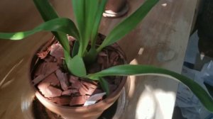 Oncidium Sharry Baby 1 Week Update - NEW GROWTH!