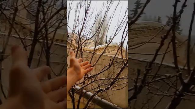 В Африке снегопад!!🌴🌨Алжир заваливает снегом! 28 февраля. смотреть онлайн