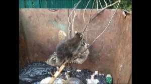 Семья енотов попала в западню. Family of raccoons trapped