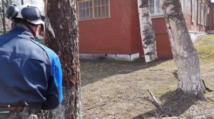 Привязали березу и спилили дерево по частям возле дома Cut down the tree in parts