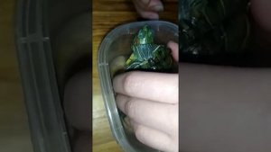 Делаем маникюр черепахе. Нужно ли стричь когти красноухой черепахе?