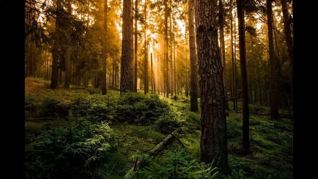 Звуки леса музыка для сна звуки природы смотреть онлайн