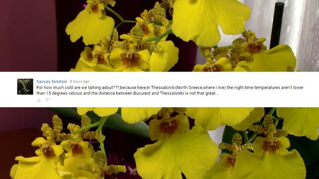 MissOrchidGirl answers your orchid questions! #4 смотреть онлайн