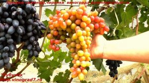 Виноград МАЛИНОВЫЙ СУПЕР мускат, крупные ягоды и грозди удивительно красивый цвет ягод (Пузенко Н.)