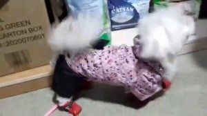 Обувь для собаки/Зачем собаке обувь