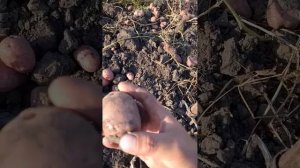 Для Авито . Картофель сорта Кумач.