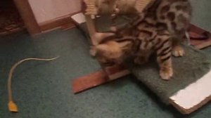 Бенгальский котенок  ,2 месяца
