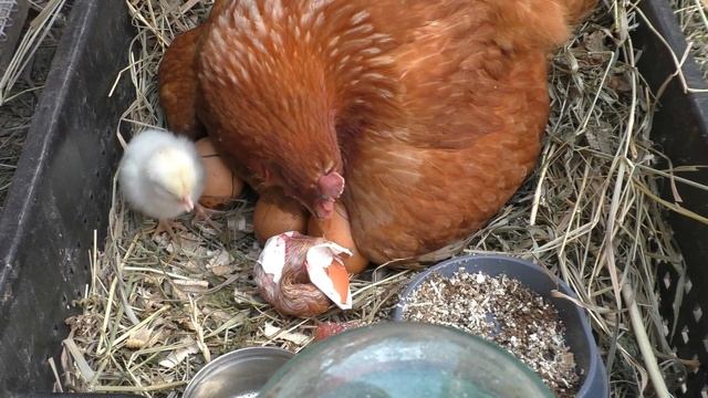 Наседка и птенцы, новый курятник смотреть онлайн