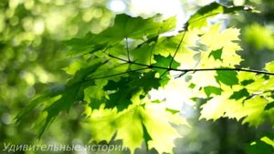 Узнав. что муж завёл любовницу, Настя не стала впадать в истерику и приготовила ему подарочек...