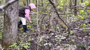 Море грибов!!! Сбор сморчков и строчков в мае.