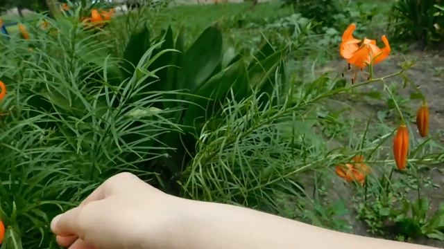 Лилия кудреватая . Садовая принцесска . смотреть онлайн