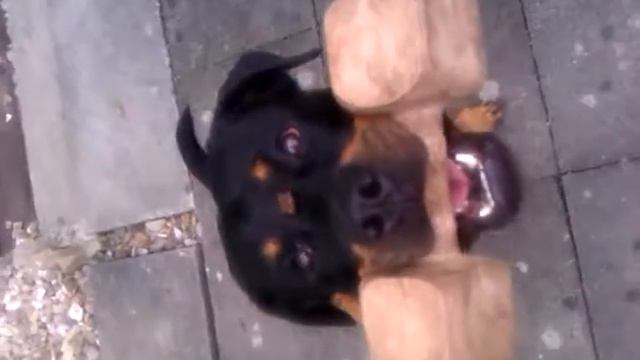 Hanteltraining mit Meggy смотреть онлайн