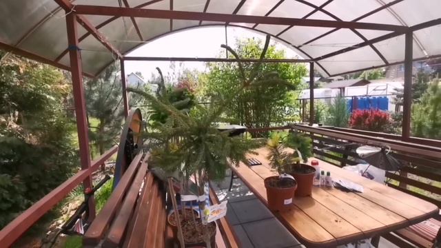 Новинки редких хвойных растений в моём саду!🔥🌲 Налетаем! 💃май 2023г