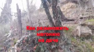 О магонии падуболистной в вашем саду и в дикой природе