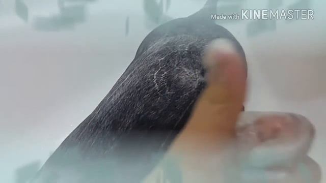 Как помыть собаку смотреть онлайн