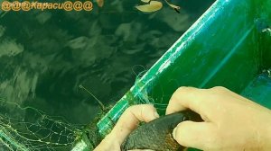 Золотые караси.