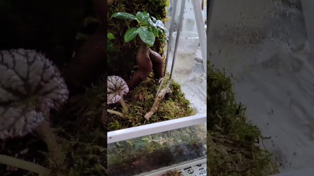 Repaso a un terrario