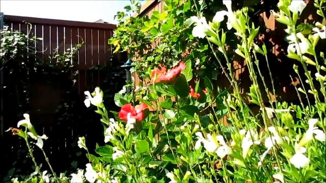 ??? #Гибискус Китайская роза Цветет в саду смотреть онлайн
